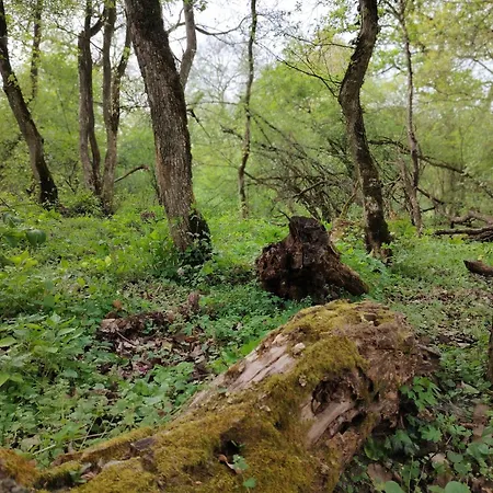 Katarina Backi Monostor